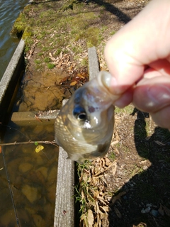 ヘラブナの釣果