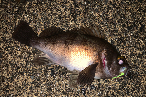 メバルの釣果