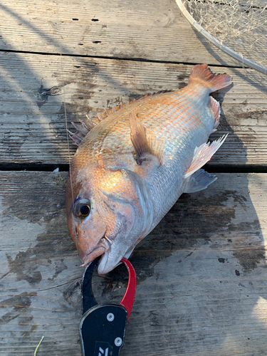 マダイの釣果