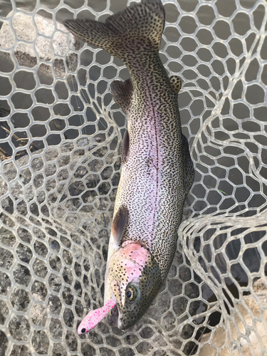 ニジマスの釣果