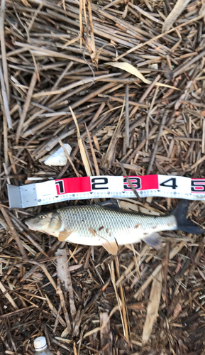 ニゴイの釣果