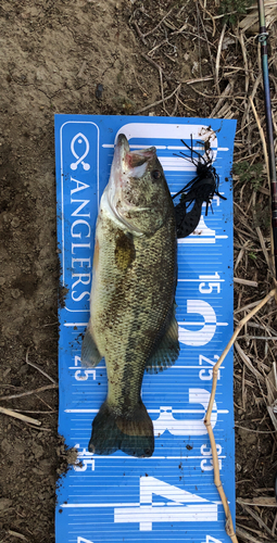 ブラックバスの釣果