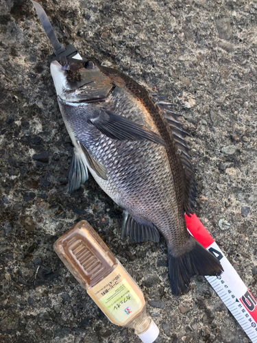 クロダイの釣果