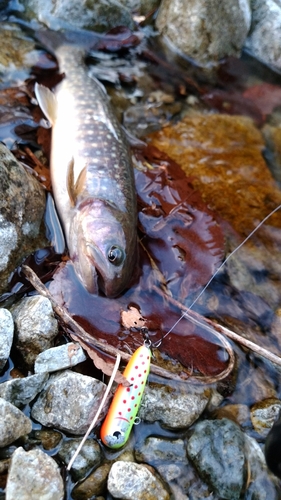 イワナの釣果