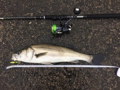 シーバスの釣果