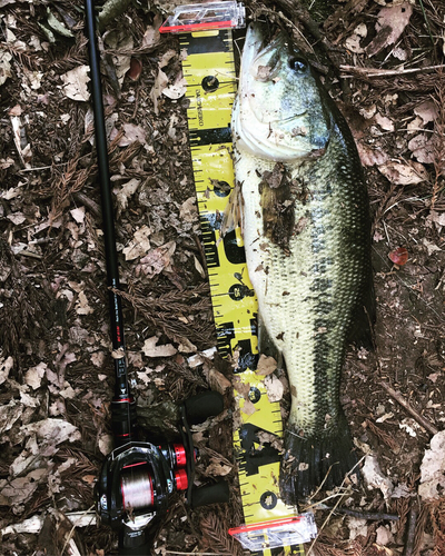 ブラックバスの釣果