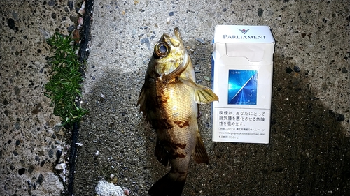 メバルの釣果