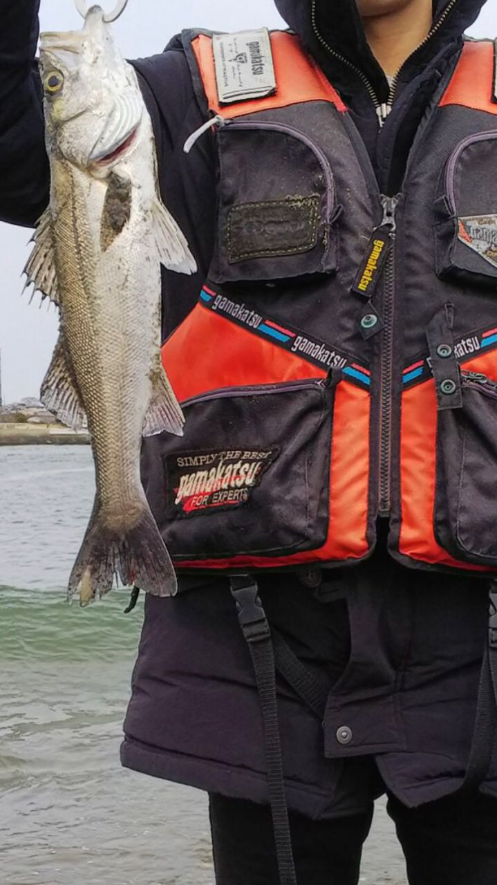 フッコ（マルスズキ）