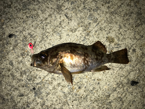 メバルの釣果