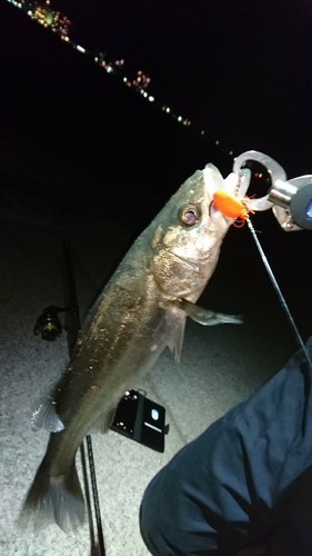 セイゴ（マルスズキ）の釣果