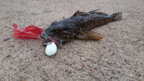 アナハゼの釣果