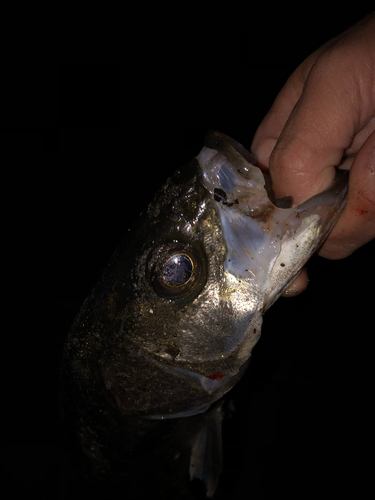 フッコ（マルスズキ）の釣果