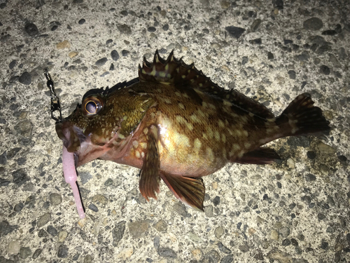 カサゴの釣果