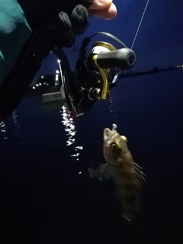 シロメバルの釣果