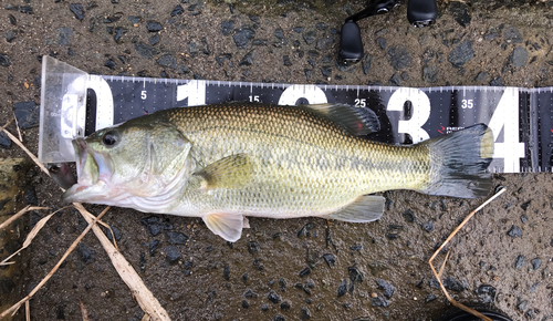 ブラックバスの釣果