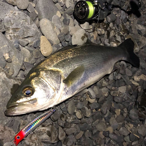 マルスズキの釣果