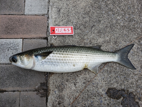 ボラの釣果