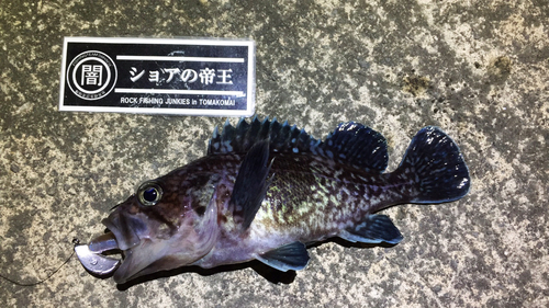 マゾイの釣果