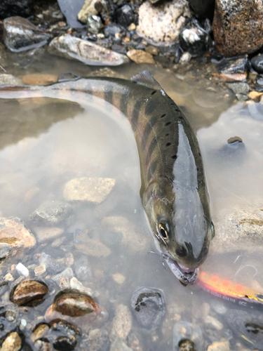 アマゴの釣果