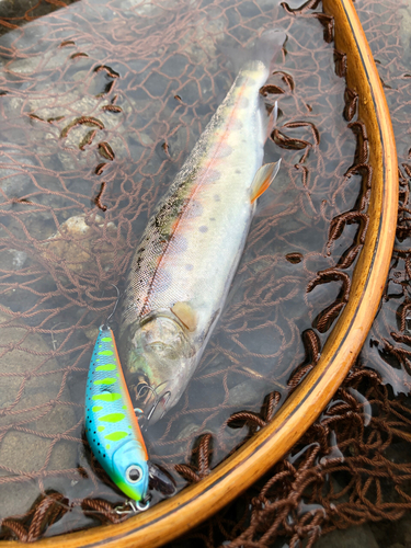 アマゴの釣果