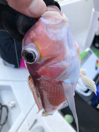 アマダイの釣果