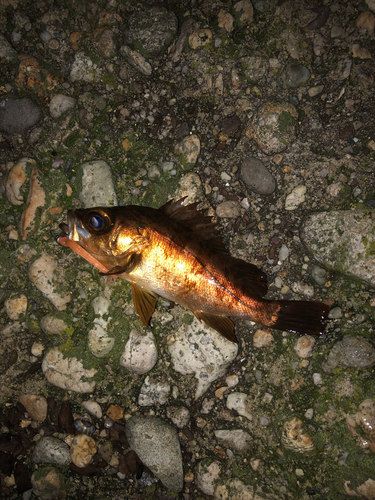 メバルの釣果