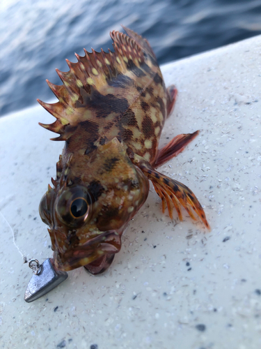 カサゴの釣果