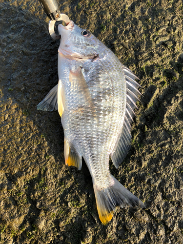 キビレの釣果