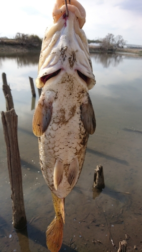 コイの釣果