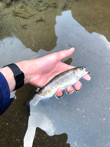 ニジマスの釣果