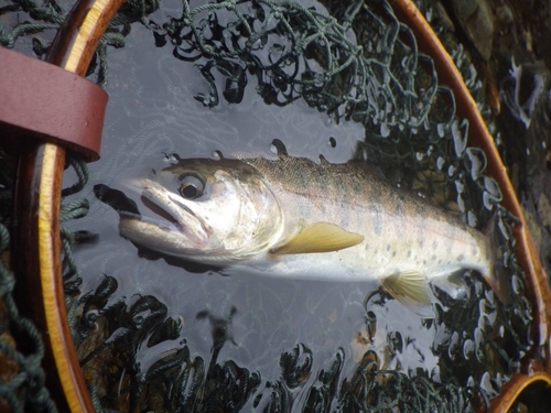 ヤマメの釣果