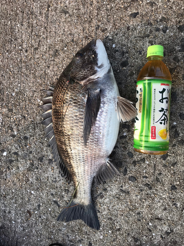 チヌの釣果