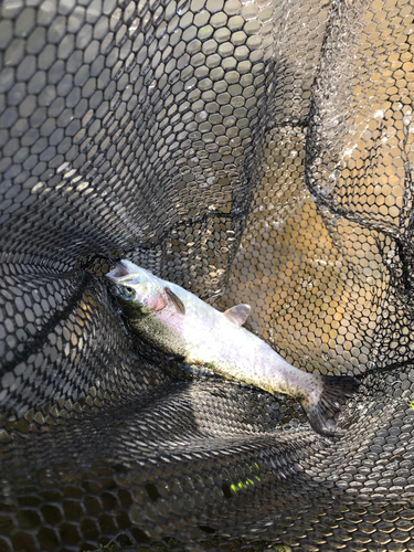 トラウトの釣果