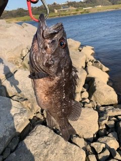 クロソイの釣果