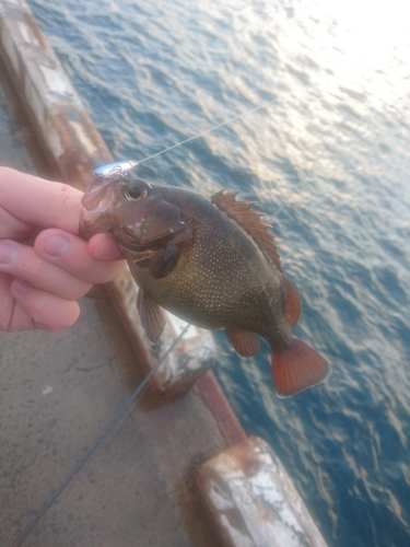 エゾメバルの釣果