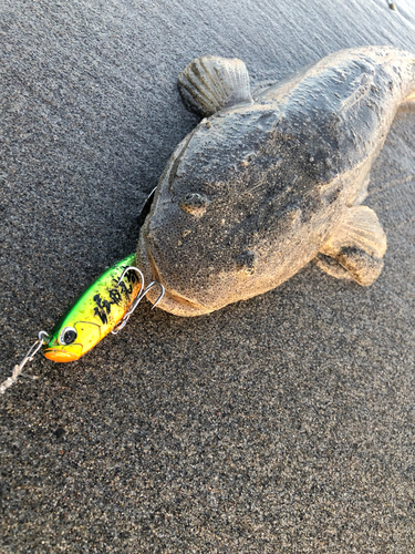 マゴチの釣果