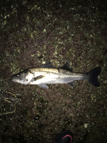 マルスズキの釣果