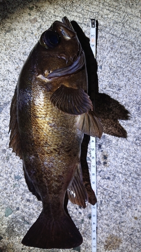 アオメバルの釣果