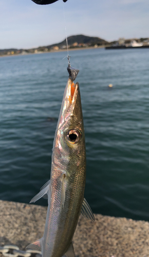 カマスの釣果