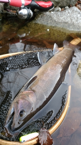 イワナの釣果