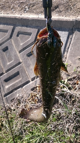 ナマズの釣果