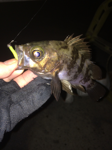 メバルの釣果