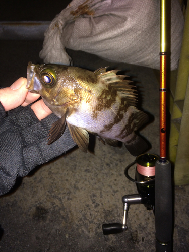 メバルの釣果