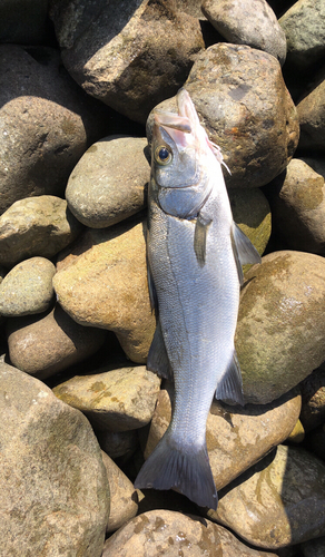 ヒラスズキの釣果