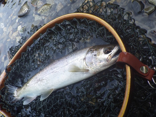 ヤマメの釣果