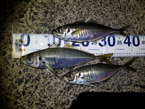 アジの釣果