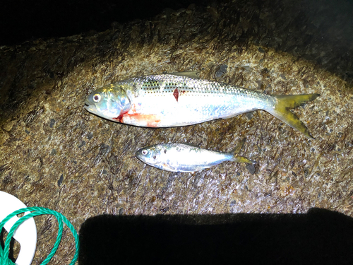 コノシロの釣果