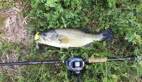 ブラックバスの釣果