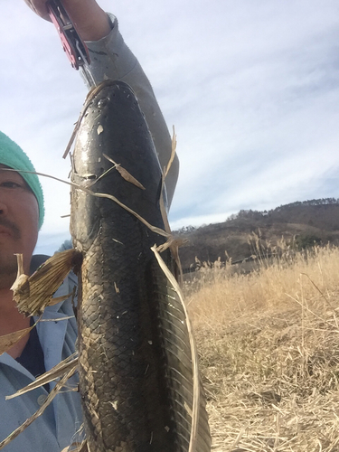 ライギョの釣果