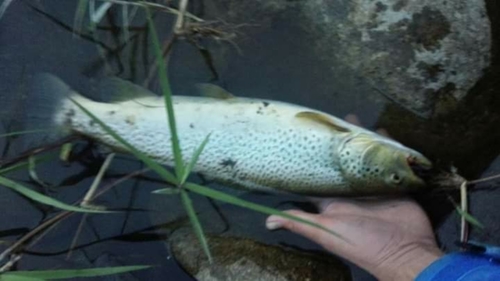 ブラウントラウトの釣果